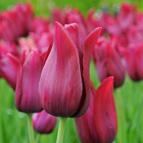 Tulipa Merlot