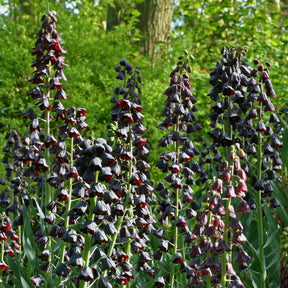 Fritillaria persica