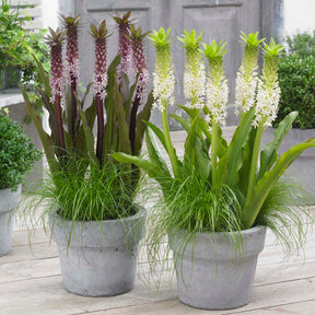 Eucomis Johannesburg