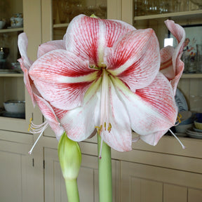 Amaryllis Strong King