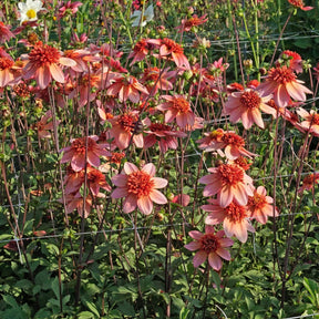 Dahlia Totally Tangerine