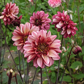 Dahlia Seniors Hope