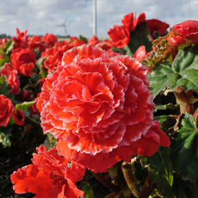 Begonia Lace Picotee Red