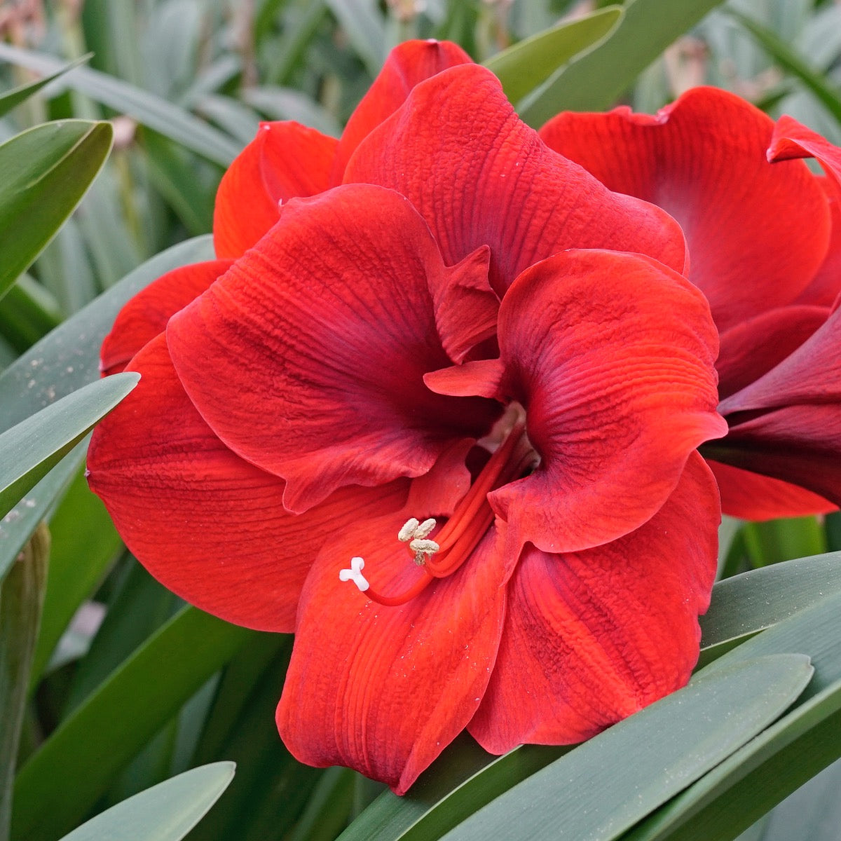 Amaryllis Lion King