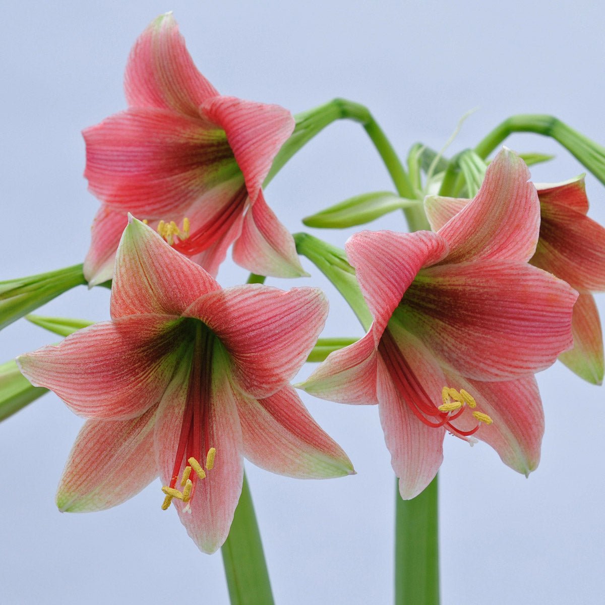 Amaryllis Misty - roze amaryllis - Fluwel