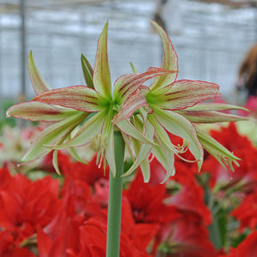 Amaryllis Emerald