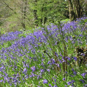 Hyacinthoides non-scripta