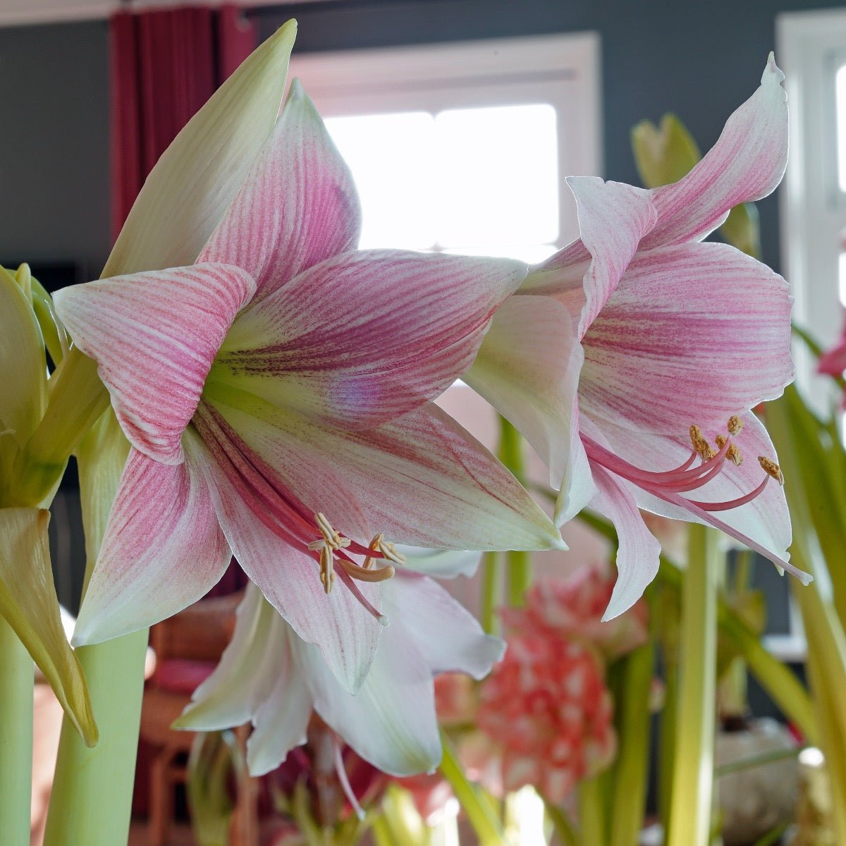Amaryllis Misty - roze amaryllis - Fluwel