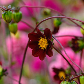 Dahlia Mexican Star