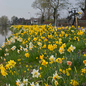 Fluwel Narcissen Mengsel