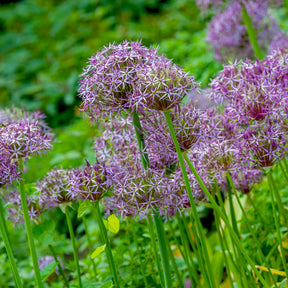 Allium christophii