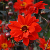 Dahlia Bishop of Llandaff