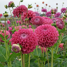 Dahlia Jowey Frambo