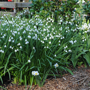 Leucojum aestivum Gravetye Giant