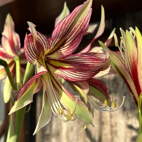 Amaryllis Mystica