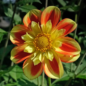 Dahlia Pooh