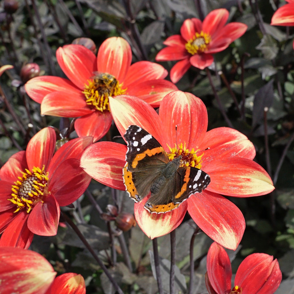 Dahlia Dahlegria Bicolore