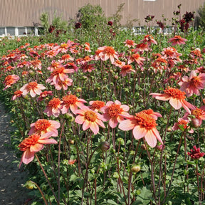 Dahlia Totally Tangerine