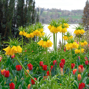 Fritillaria imperialis Maxima Lutea