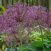 Allium christophii