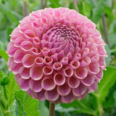 Dahlia Caitlin's Joy