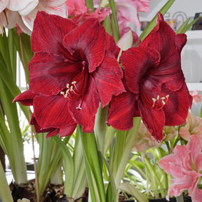 Amaryllis Red Reality