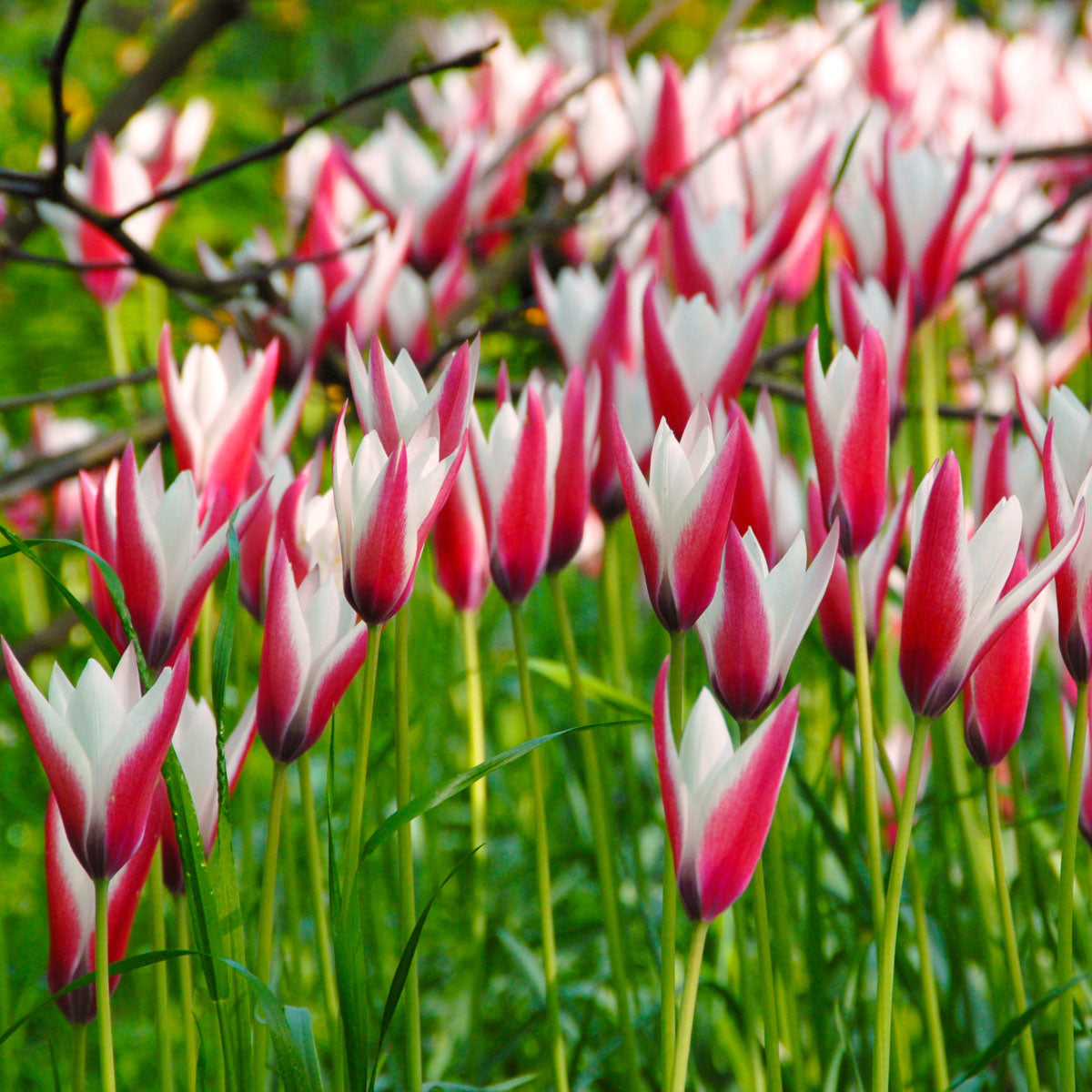 Tulipa clusiana Peppermint Stick