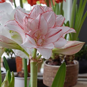 Amaryllis Amadeus Striped