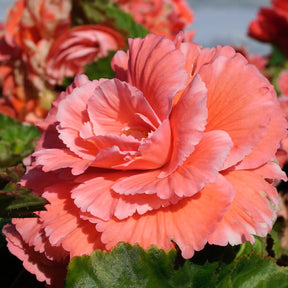 Begonia Lace Picotee Pink