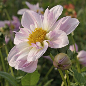 Dahlia Teesbrook Audrey