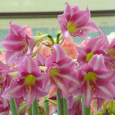 Amaryllis Estella