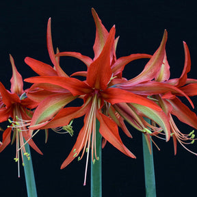 Amaryllis Sumatra