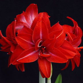 Amaryllis Double Delicious