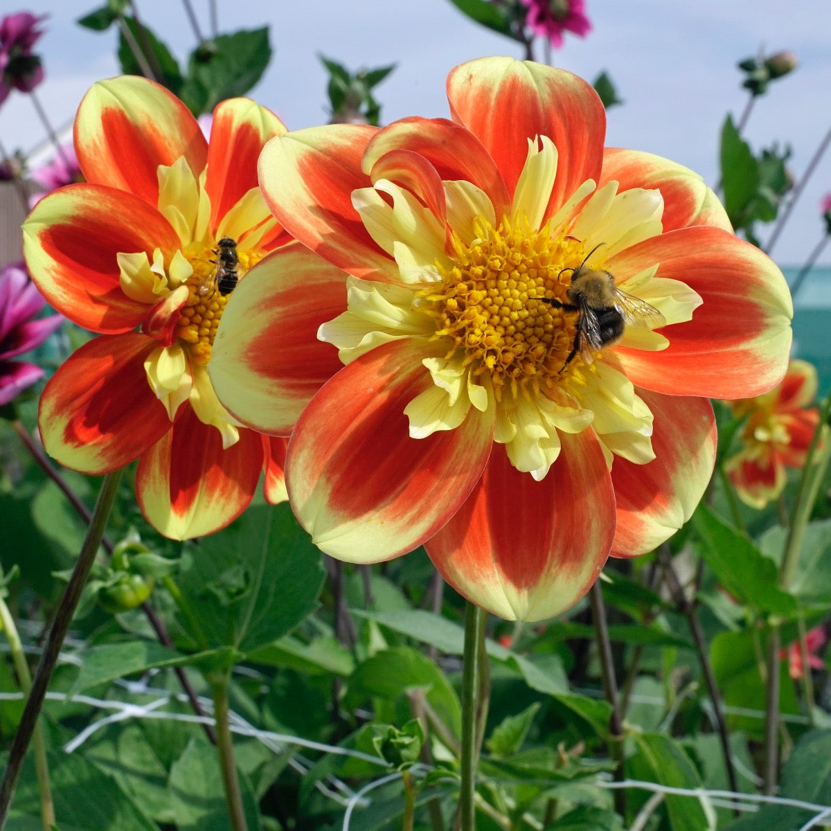 Dahlia Pooh