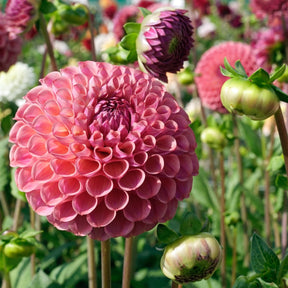 Dahlia Caitlin's Joy