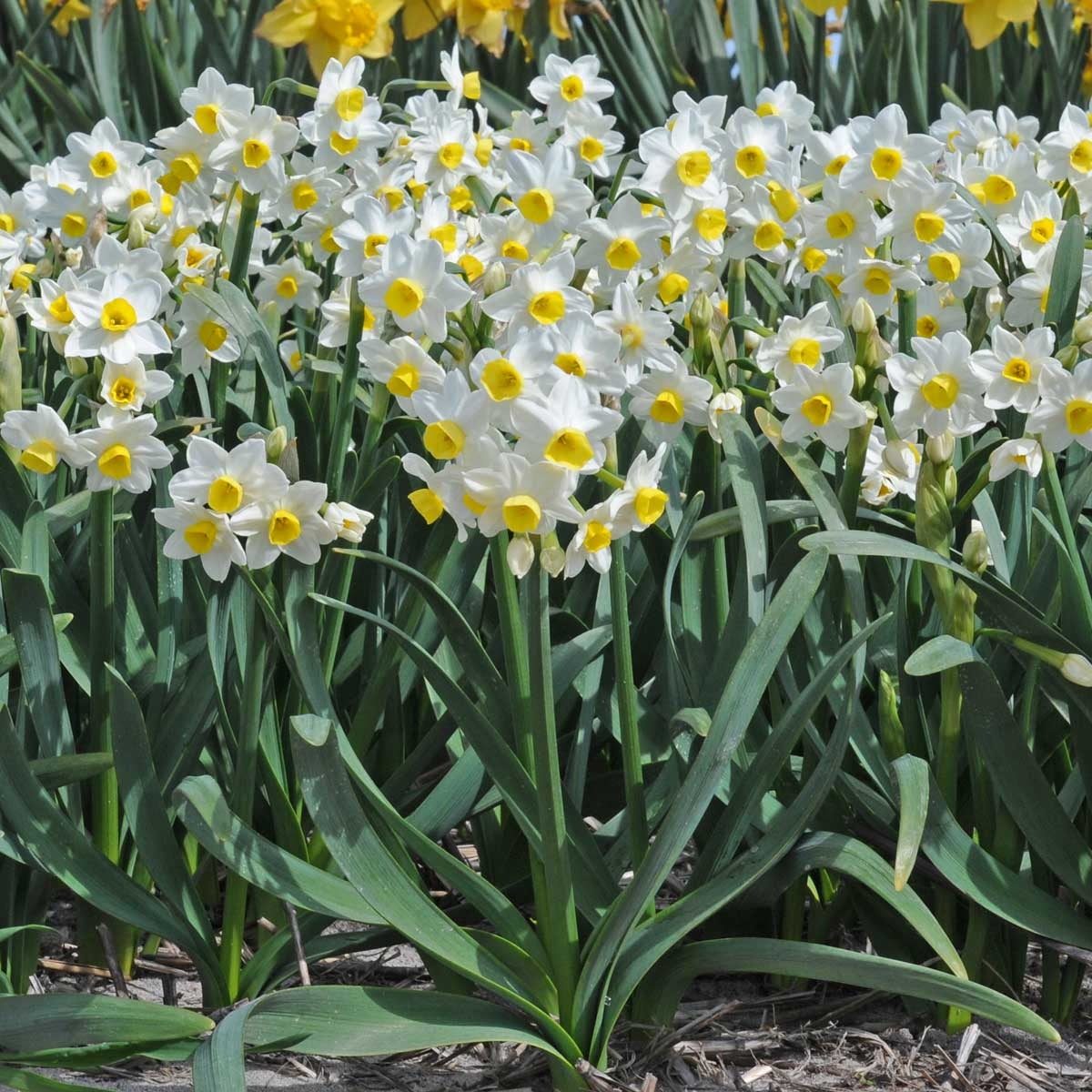 Narcissus Compressus