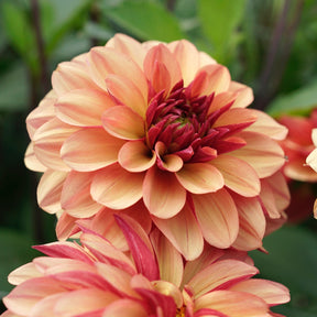 Dahlia Creme de Cognac
