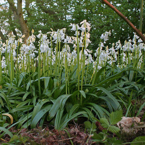 Hyacinthoides hispanica White City