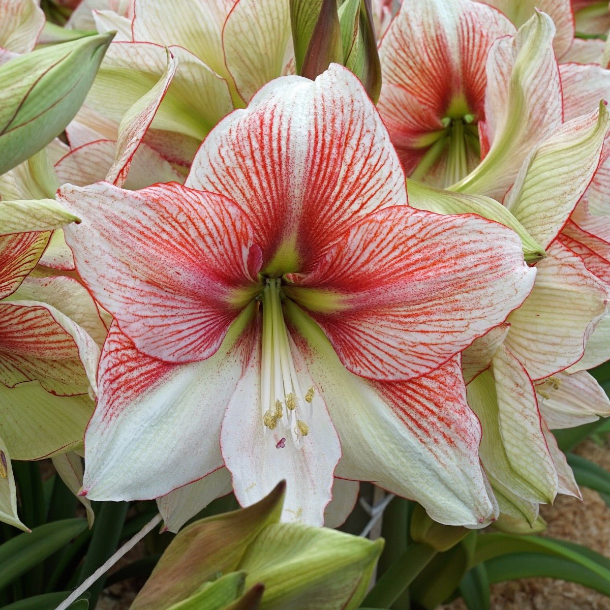 Amaryllis Grandise Fantasy - meerkleurige amaryllis - Fluwel