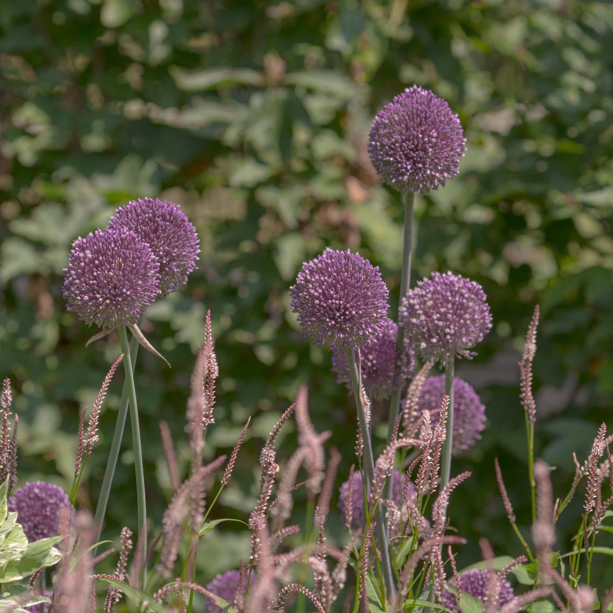 Allium Summer Drummer - paarse allium - Fluwel