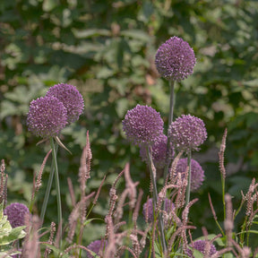 Allium Summer Drummer