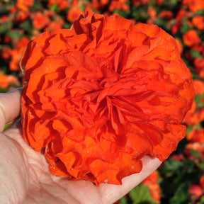 Begonia Ruffled Orange