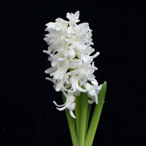 Hyacinthus Aiolos