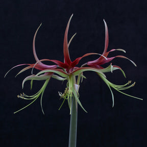 Amaryllis Chico