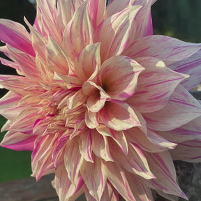 Dahlia Café au Lait Twist