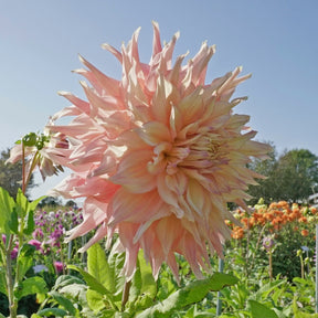 Dahlia Penhill Watermelon