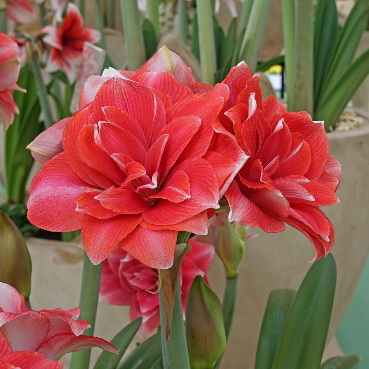 Amaryllis Double Dream