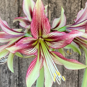 Amaryllis Mystica