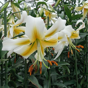 Lilium Mister Pistache