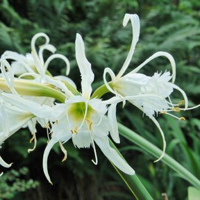 Hymenocallis festalis Zwanenburg